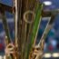 Gold Cup Quarterfinals